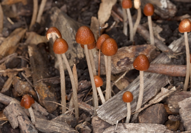   Psathyrellaceae