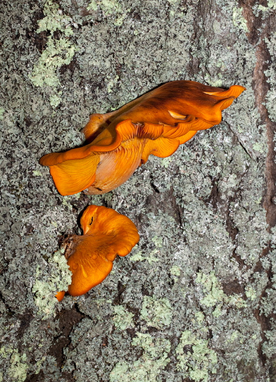 Omphalotus illudens? Marasmiaceae?