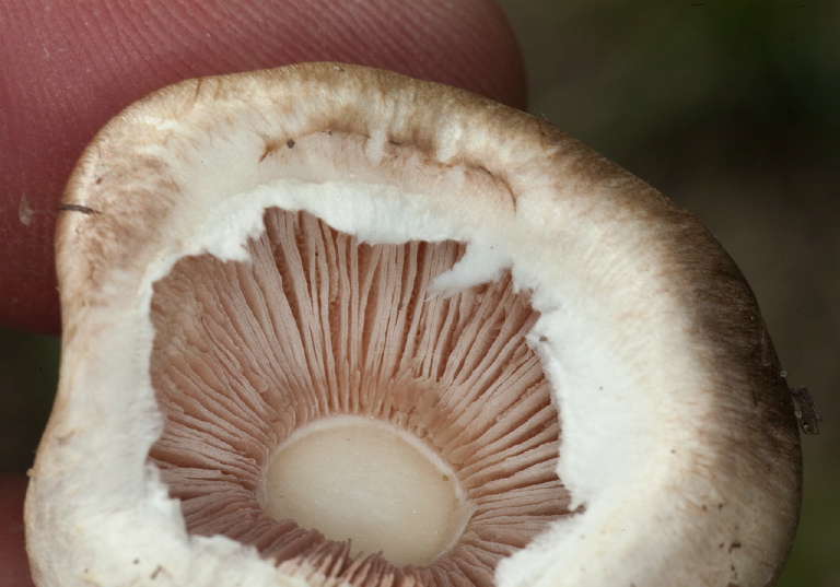 Agaricus bisporus? Agaricaceae?