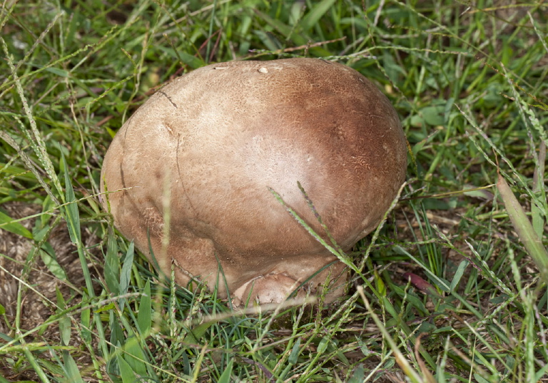Agaricus bisporus? Agaricaceae?