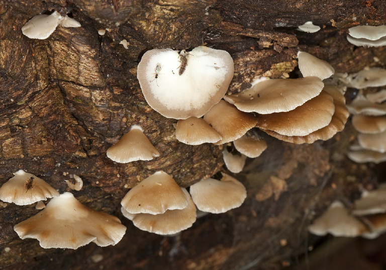 Crepidotus sp.? Cortinariaceae