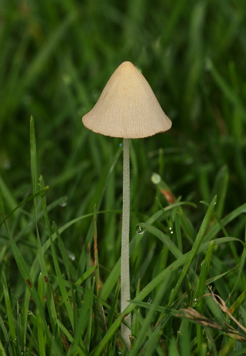 Conocybe albipes? Bolbitiaceae