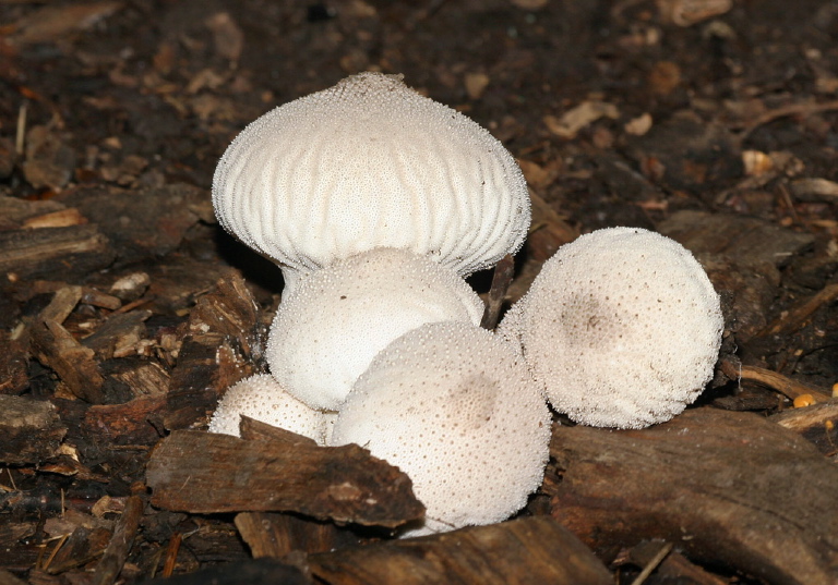 Lycoperdon perlatum Lycoperdaceae