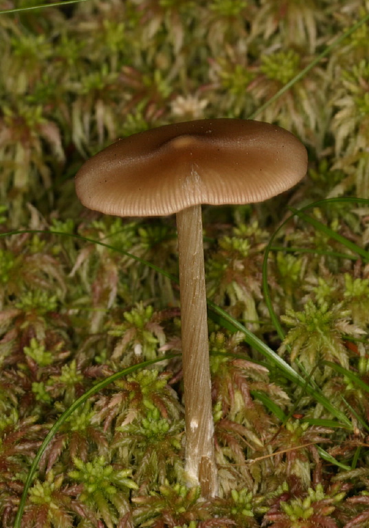 Entoloma strictius Entolomataceae