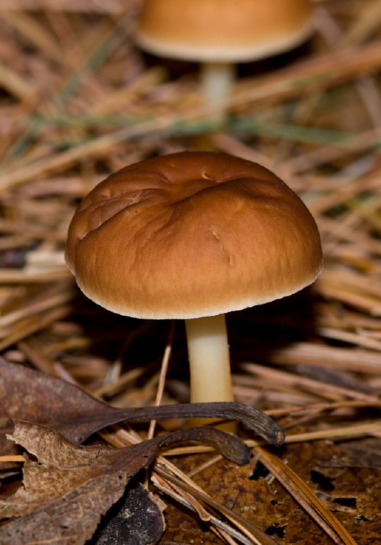 Gymnopus dryophilus? Marasmiaceae