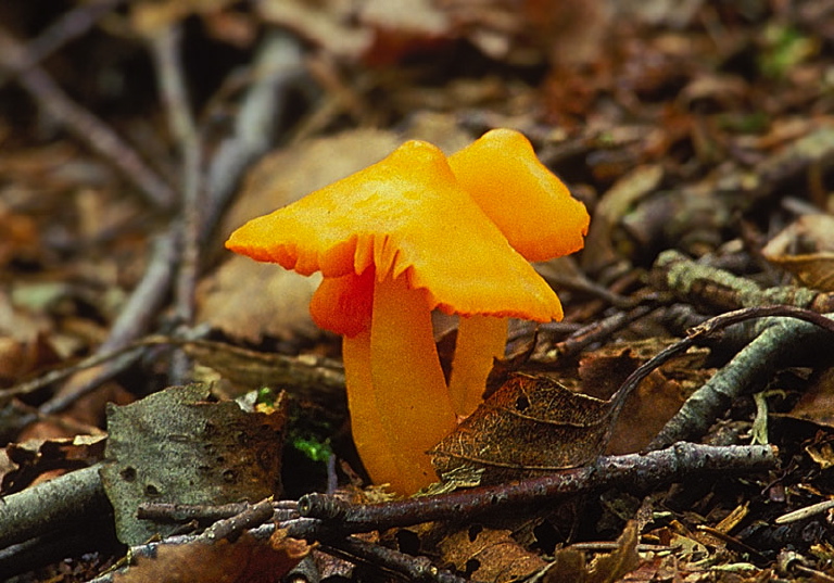Hygrocybe persistens? Tricholomataceae