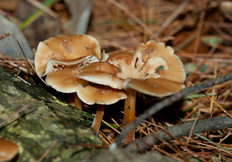 Gymnopus dryophilus? Marasmiaceae