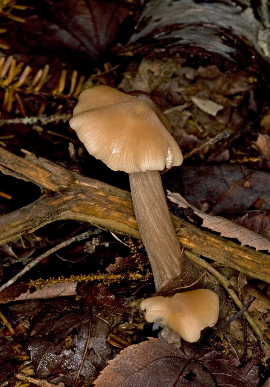 Entoloma strictius? Entolomataceae