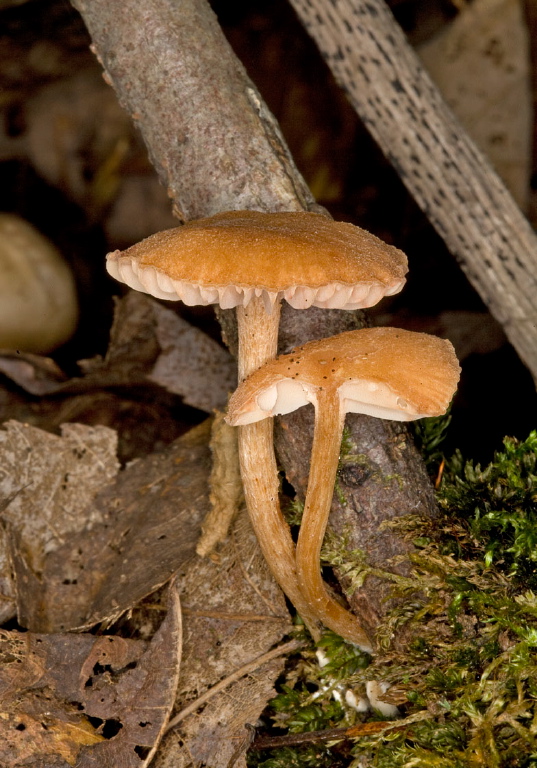 Marasmius sp.? Marasmiaceae?