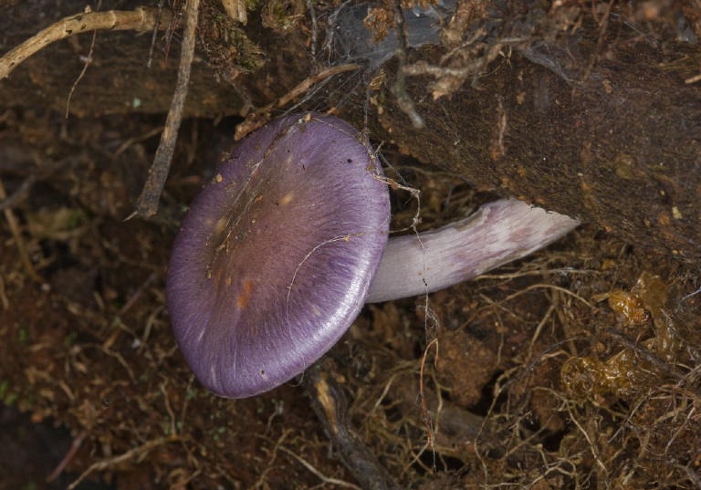 Cortinarius iodes? Cortinariaceae