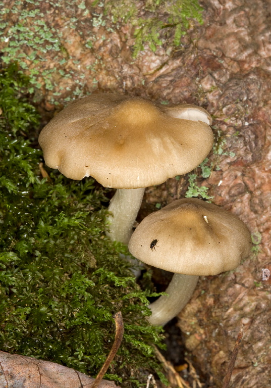 Inocybe sp.? Cortinariaceae