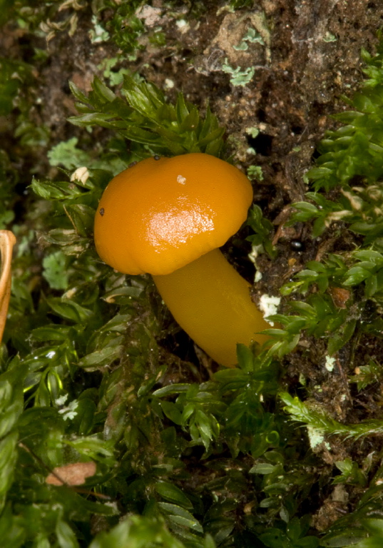 Hygrocybe sp.? Tricholomataceae