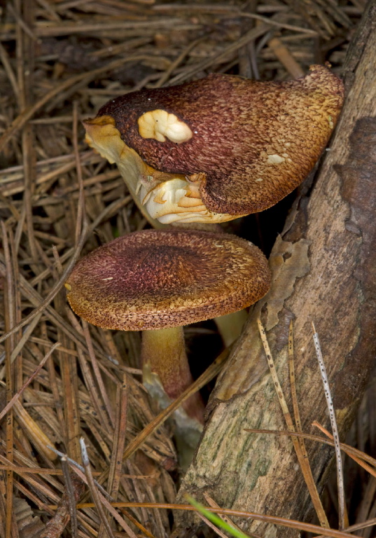 Cortinarius bolaris? Cortinariaceae?