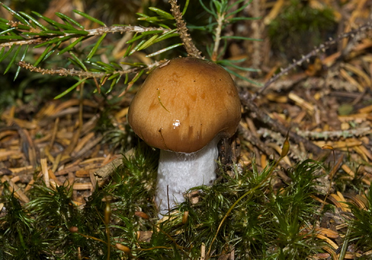 Cortinarius collinitus group? Cortinariaceae