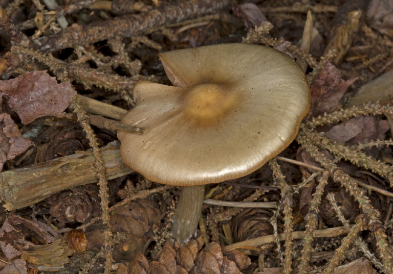 Inocybe sp.? Cortinariaceae