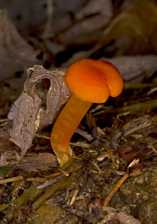 Hygrocybe miniata? Tricholomataceae