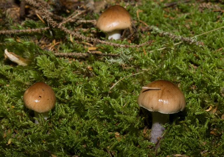 Cortinarius collinitus group? Cortinariaceae