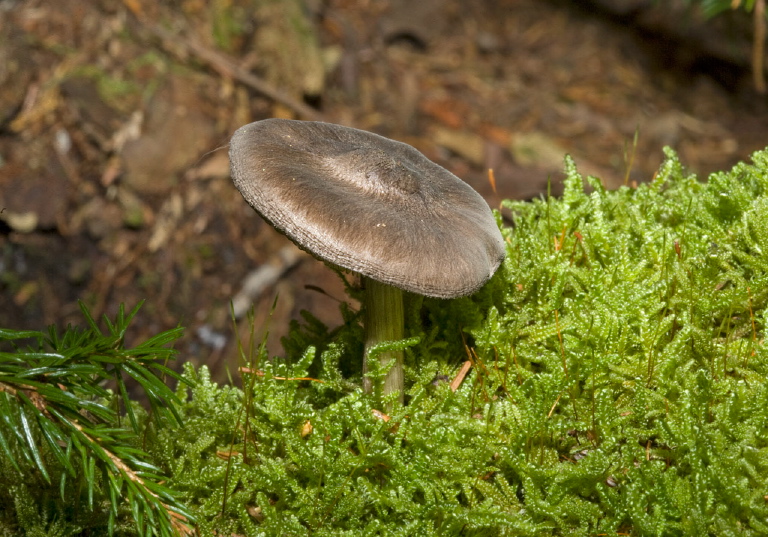 Inocybe sp.? Cortinariaceae