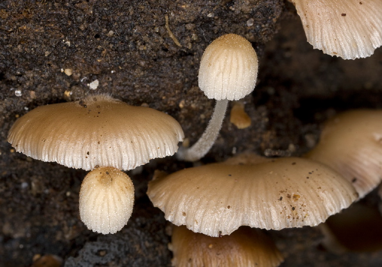 Crepidotus sp.? Cortinariaceae