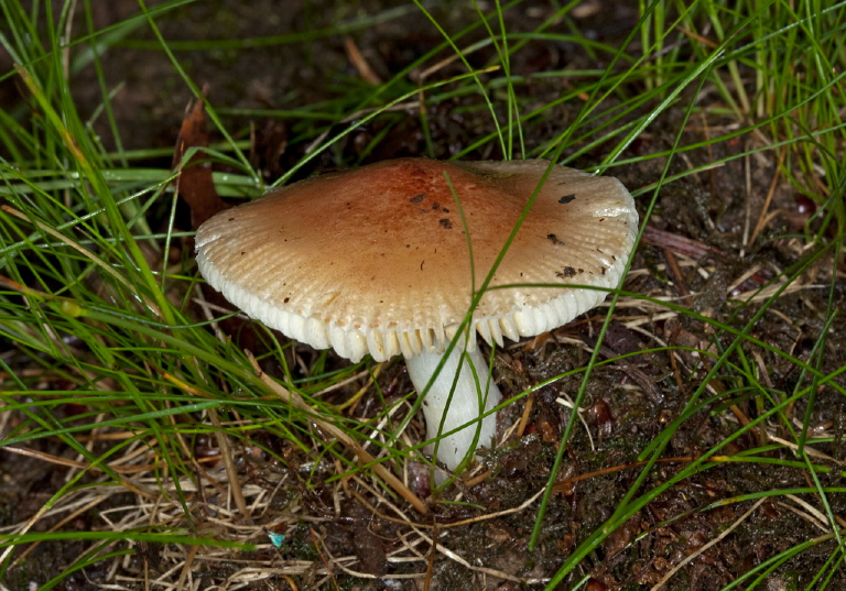 Pluteus podospileus??  