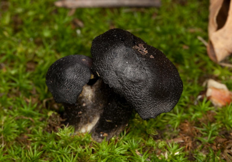 Hygrocybe sp.??  