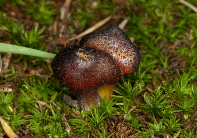 Hygrocybe sp.??  