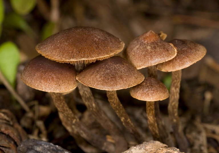 Pluteus sp.?  