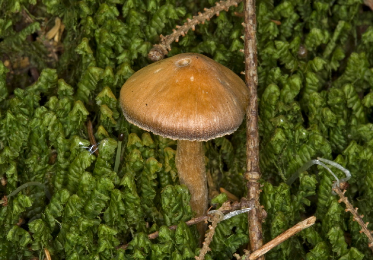 Cortinarius sp.? Cortinariaceae?