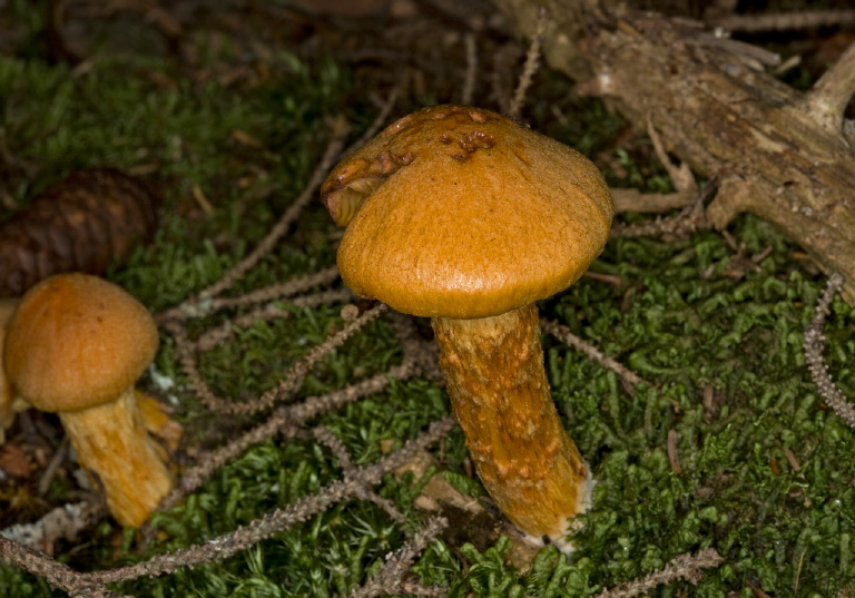 Cortinarius sp.? Cortinariaceae?