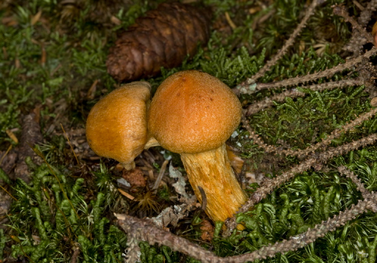 Cortinarius sp.? Cortinariaceae?