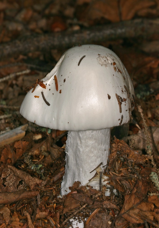 Amanita bisporigera? Pluteaceae