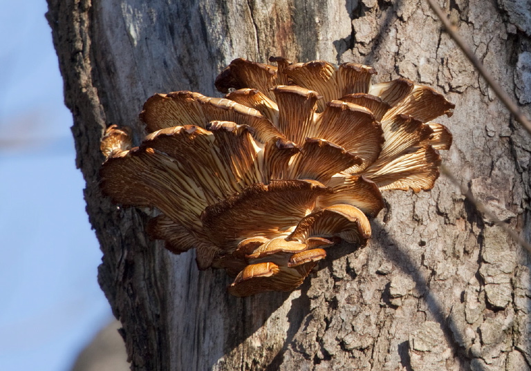 Pleurotus ostreatus Pluteaceae