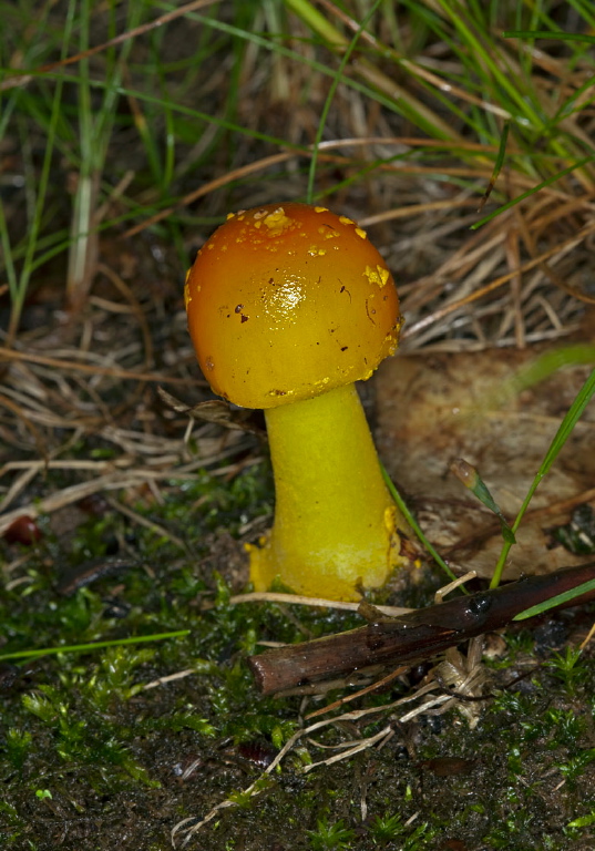 Amanita flavoconia? Pluteaceae
