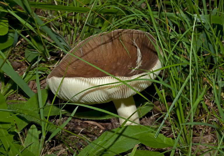   Pluteaceae