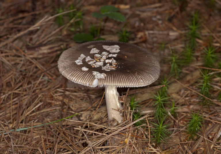 Amanita vaginata? Pluteaceae
