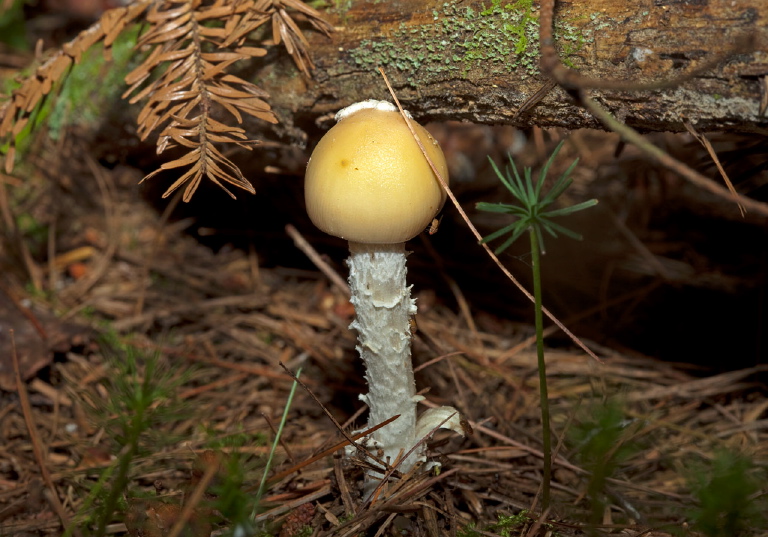   Pluteaceae