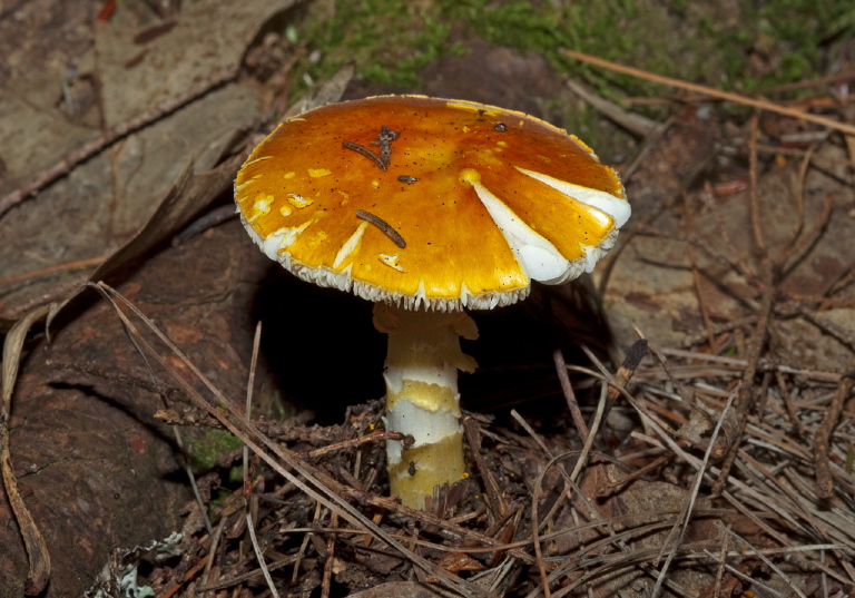   Pluteaceae