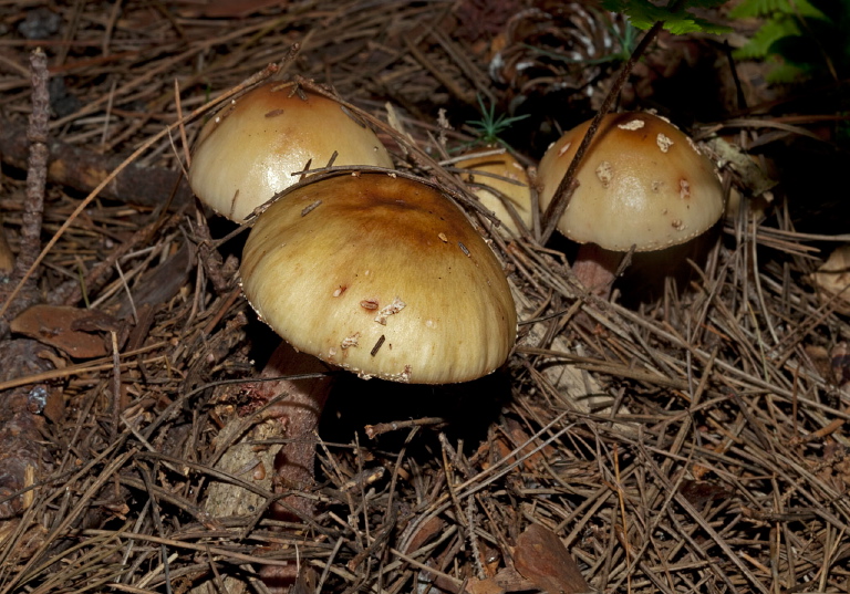   Pluteaceae