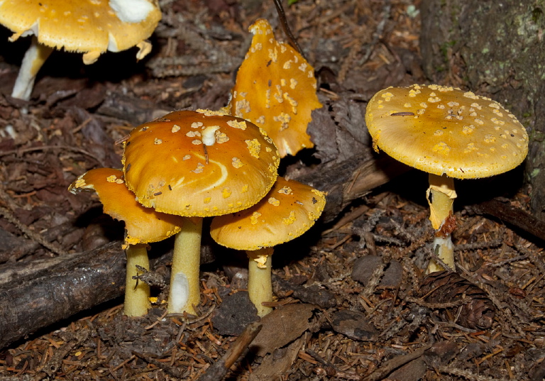 Amanita flavoconia? Pluteaceae