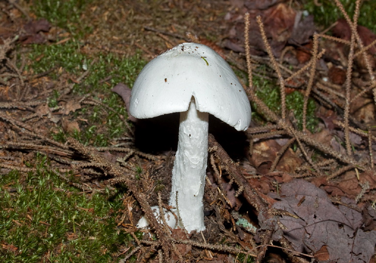 Amanita bisporigera? Pluteaceae