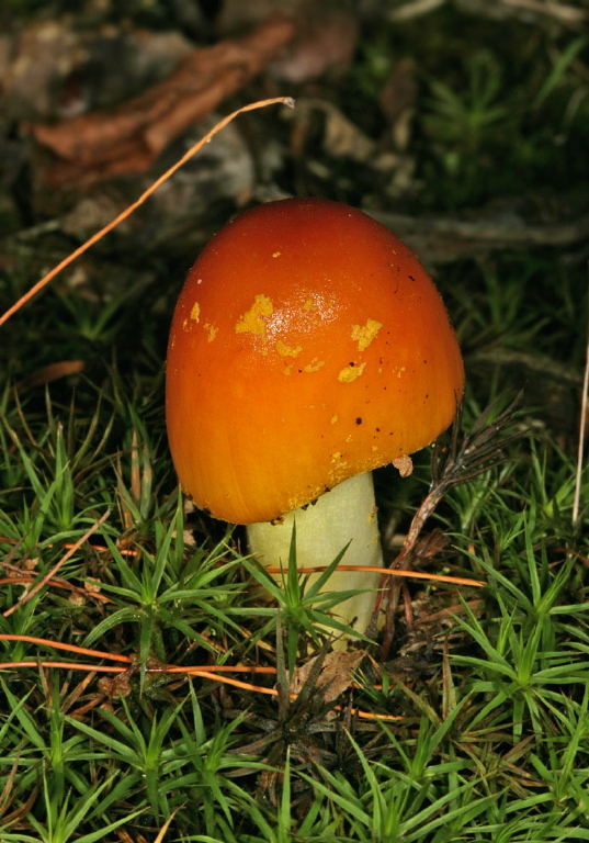 Amanita flavoconia? Pluteaceae