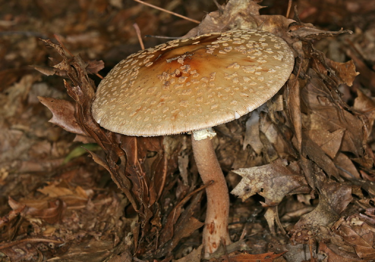 Amanita sp. Pluteaceae