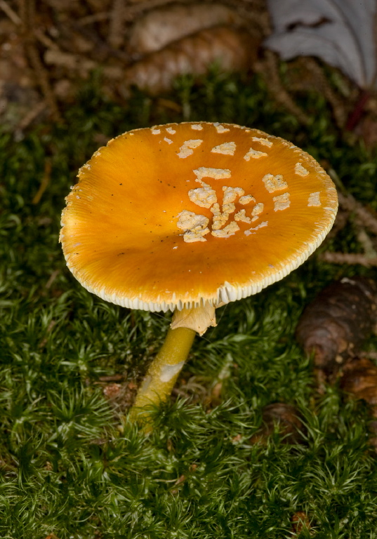Amanita flavoconia? Pluteaceae