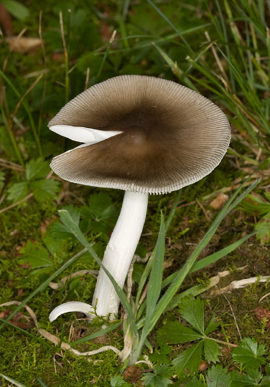 Amanita vaginata? Pluteaceae