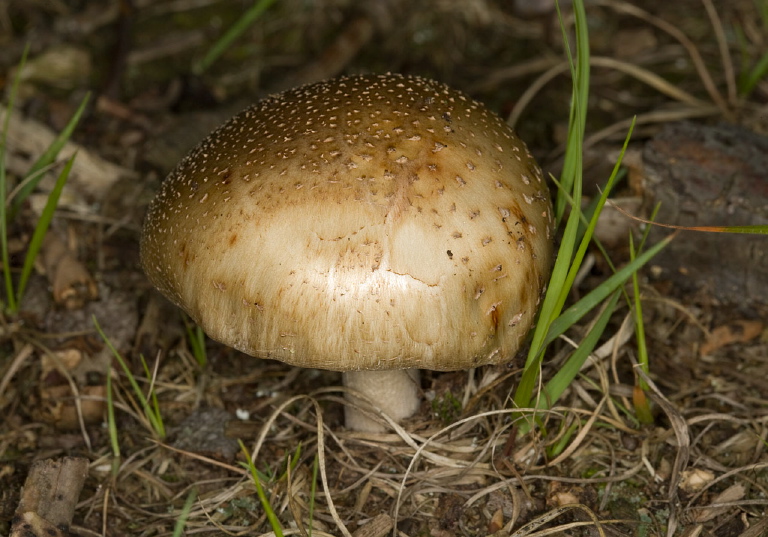 Amanita sp.? Pluteaceae