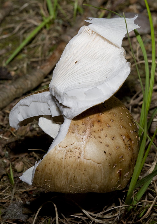 Amanita sp.? Pluteaceae