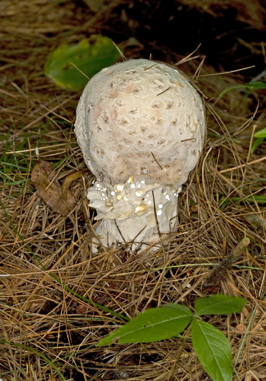 Amanita sp.? Pluteaceae