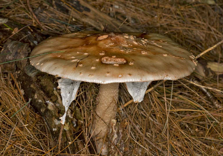 Amanita sp.? Pluteaceae