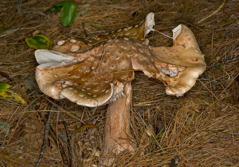 Amanita pantherina? Pluteaceae