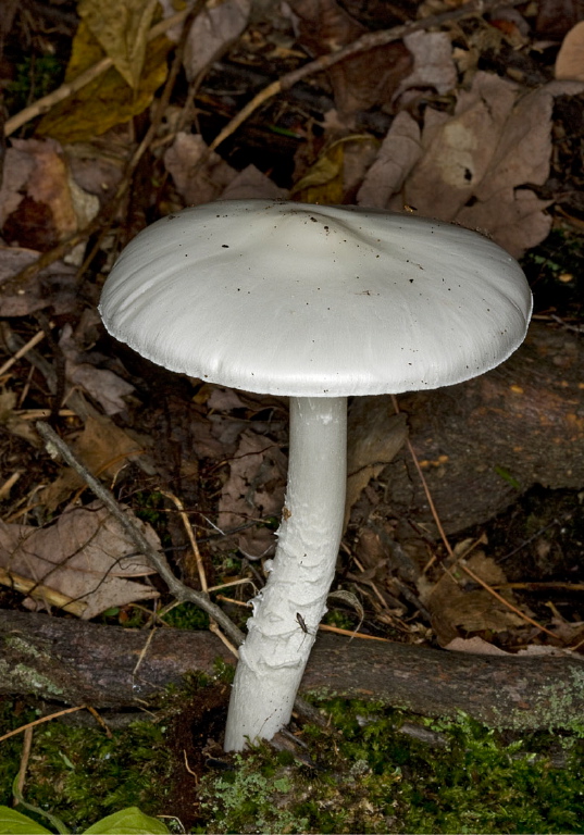 Amanita bisporigera? Pluteaceae